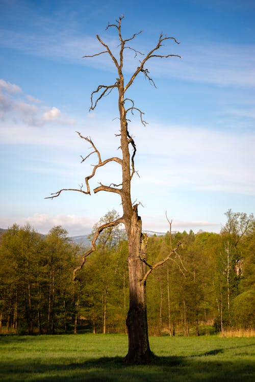 Foto profissional grátis de árvore nua, árvore sem folhas, árvores