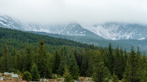 Stunning view of a snow-capped mountain range and dense pine forest under cloudy skies.