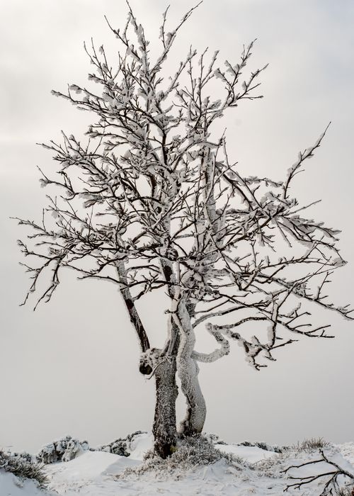 Free A solitary leafless tree covered in frost standing on a snowy hill under a gray winter sky. Stock Photo