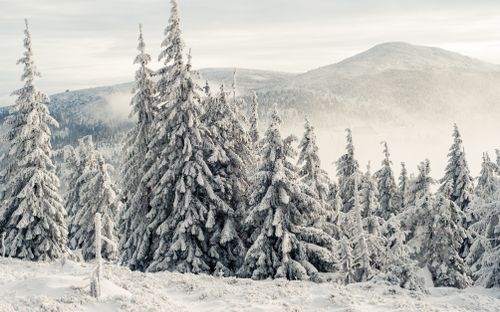Free Majestic snow-covered pine forest under a foggy winter sky with distant mountains. Stock Photo