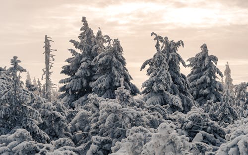 Photos gratuites de à feuilles persistantes, arbres, couvert de neige
