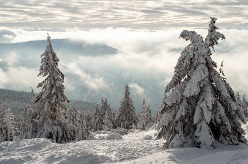 Бесплатное стоковое фото с белое небо, гора, заснеженные деревья