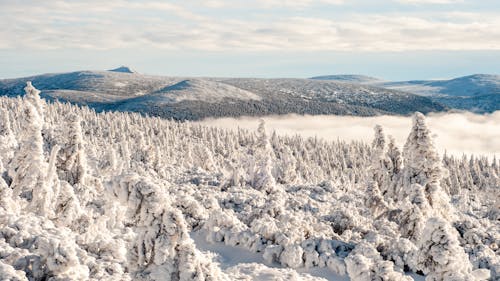 Immagine gratuita di alberi, freddo, inverno