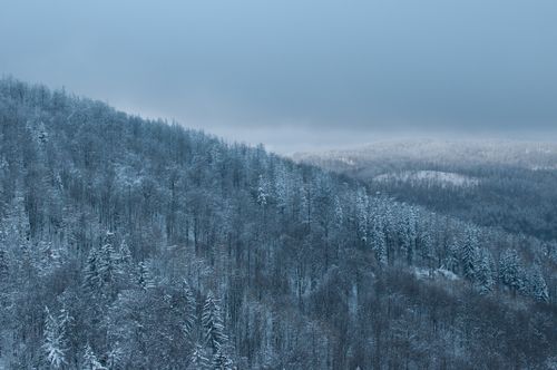 Free A serene winter landscape featuring snow-covered hills and dense frosty forest trees. Stock Photo