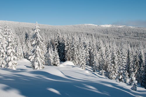 Snow Covered Pine Trees Under Blue Sky