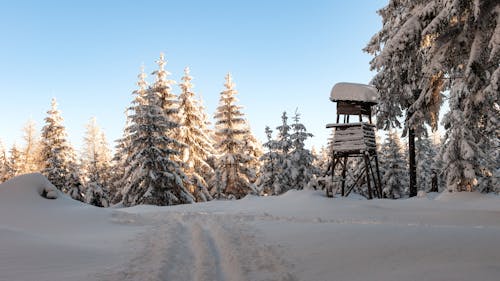 겨울 풍경, 눈이 덮인 나무, 눈이 덮인 산의 무료 스톡 사진