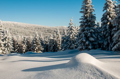 Free Beautiful snowy forest with sunlit trees under a clear blue sky. Stock Photo