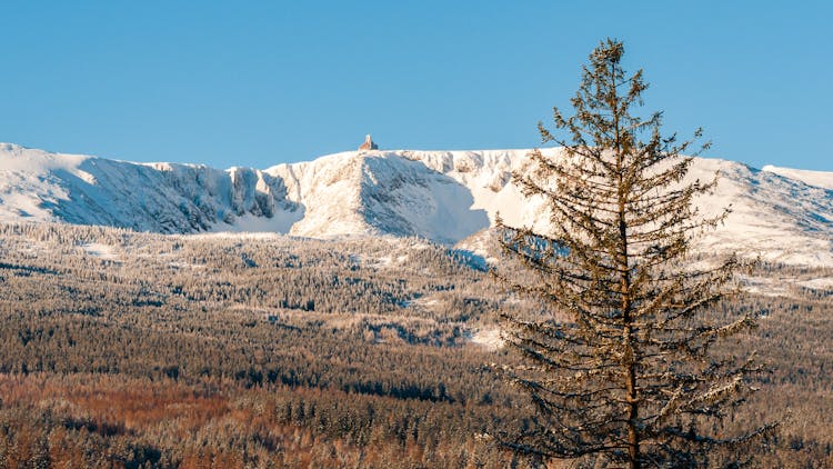 Tree Growing In Steppe In Mountains