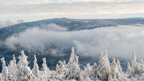 Snow Covered Trees Near Snowy Mountain Covered with Clouds