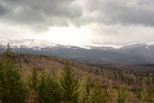 Green Trees Near Snow Covered Mountains