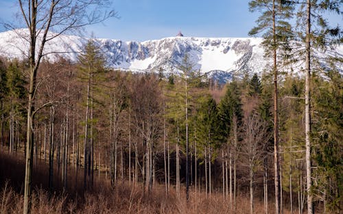 A Growing Trees in the Forest Near the Snow Covered Mountain