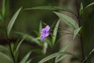 Purple Flower in Close Up Photography