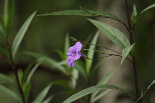Purple Flower in Close Up Photography