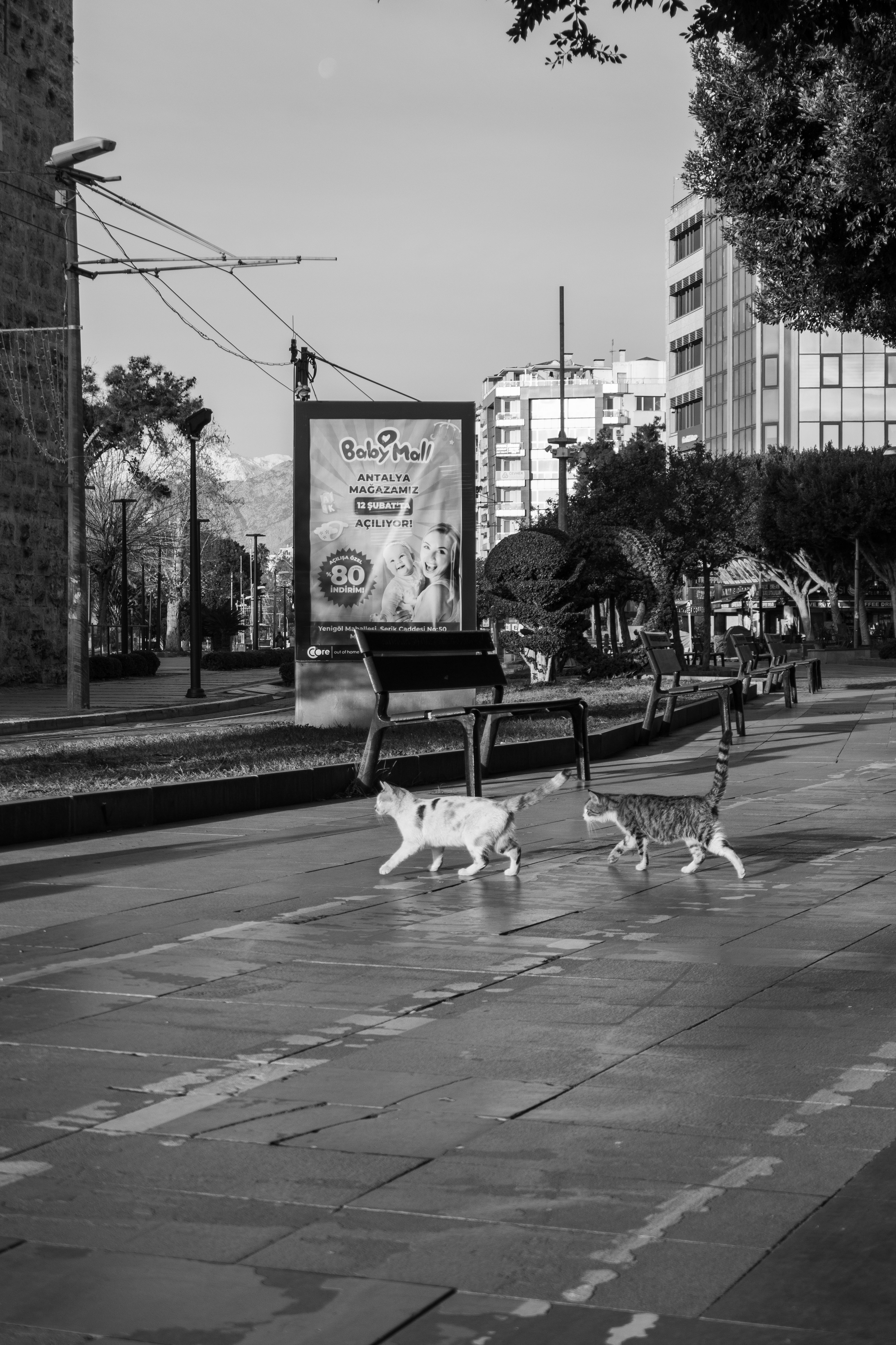 Black and white urban photo of cats crossing a street in a city setting, conveying solitude.