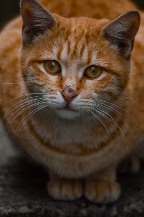 Free Charming close-up of a ginger tabby cat with striking golden eyes in Turkey. Stock Photo