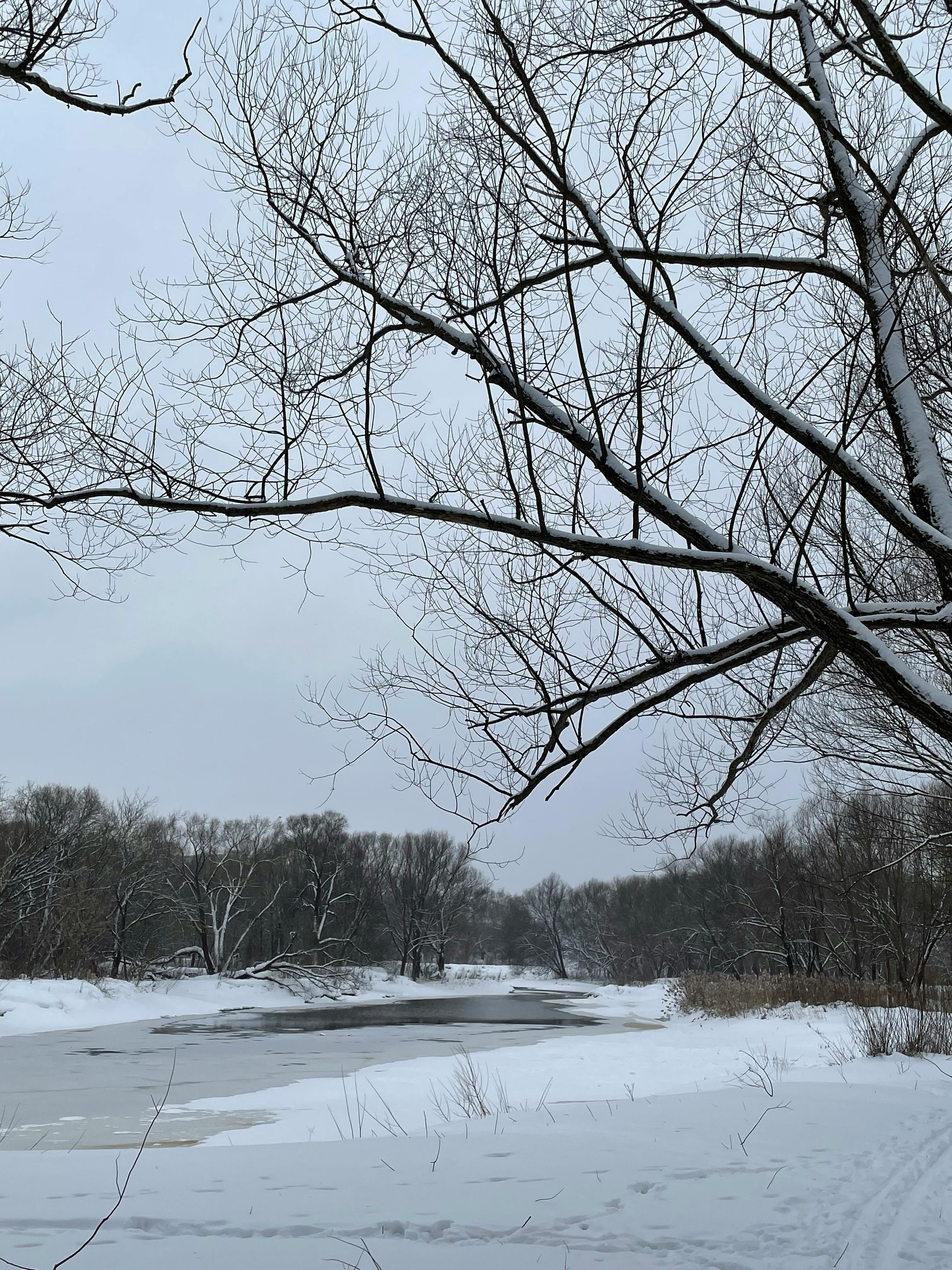 a bare tree with snow near a river