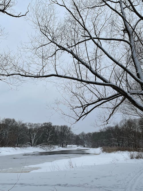 A Bare Tree with Snow Near a River