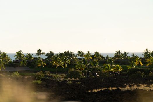 Photo by Daniel Torobekov Lush palm trees sway against the ocean backdrop in Hilo, Hawaii, with a warm sunset glow.