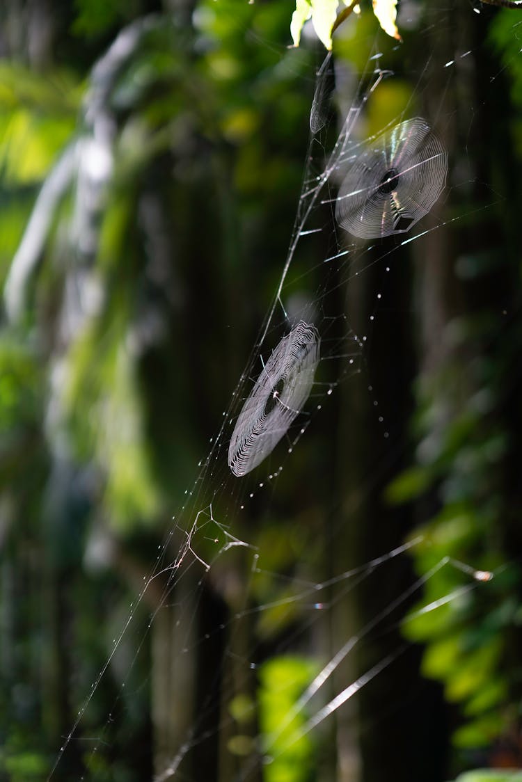 Photograph Of Cobwebs