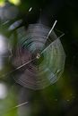 Spider Web in Close Up Photography
