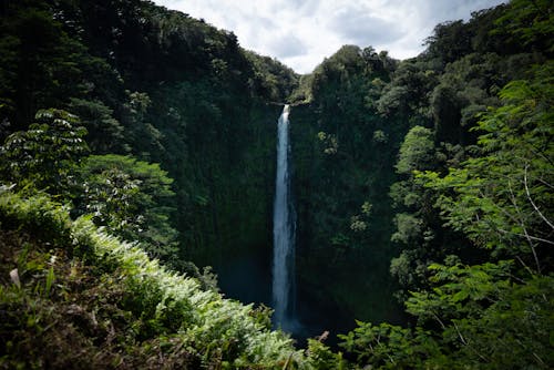 Foto profissional grátis de árvores verdes, cachoeiras, cascata