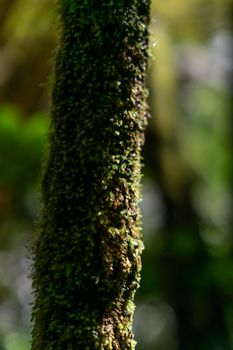 Detailed close-up of a moss-covered tree trunk in a lush forest setting.