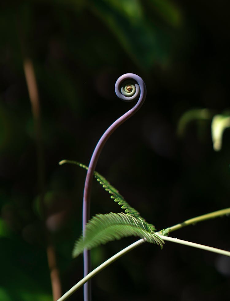 Photo Of A Spiral Plant