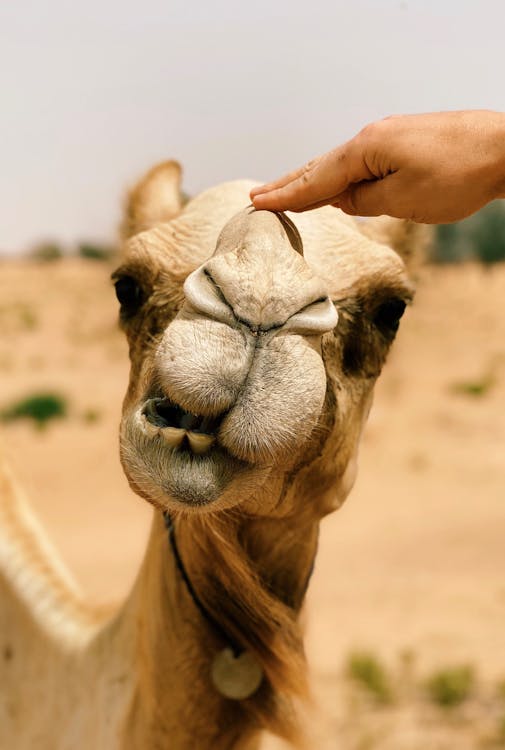 Free Hand on Camel's Head Stock Photo