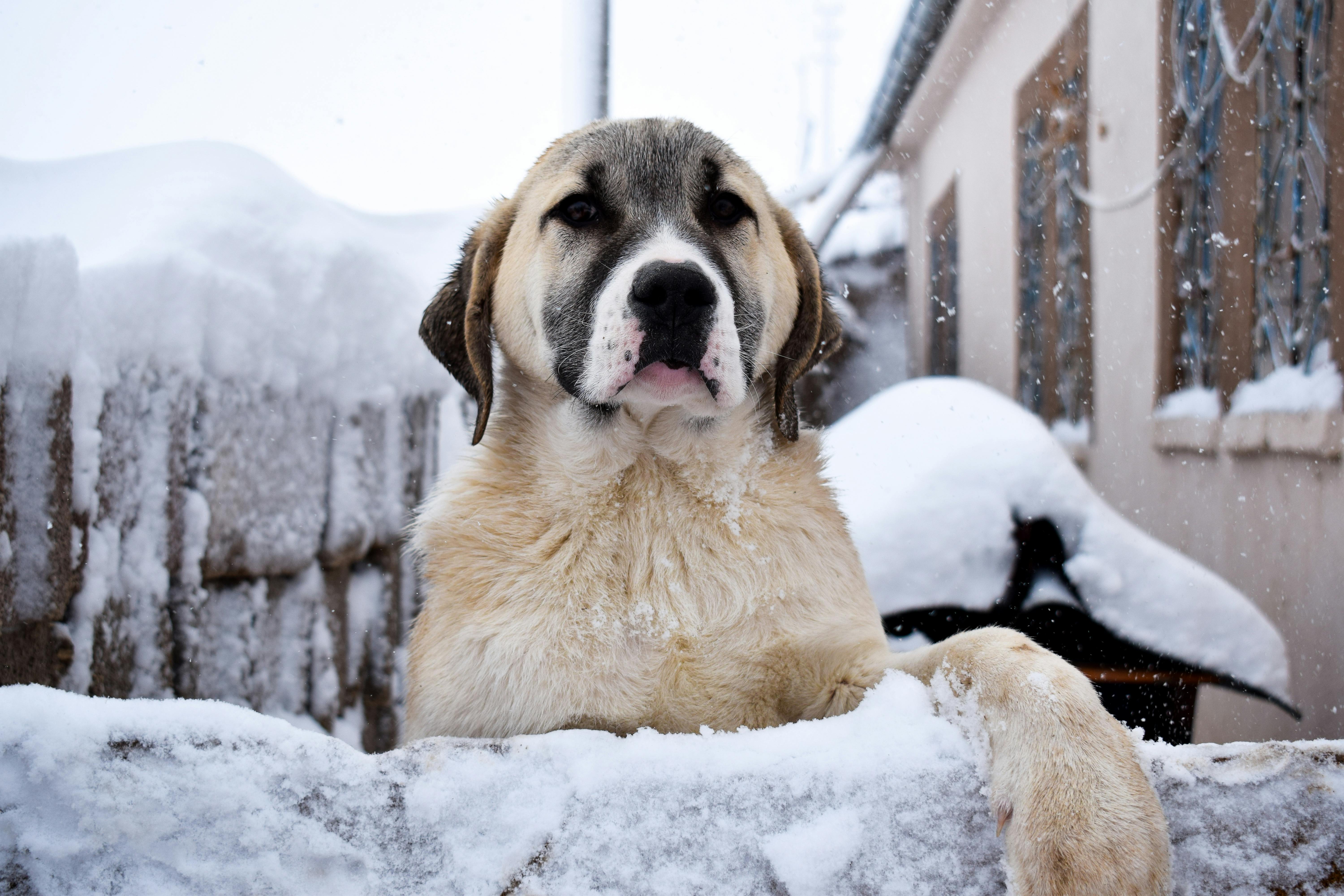 Gray White And Black Long Coat 4 Legged Animal · Free Stock Photo