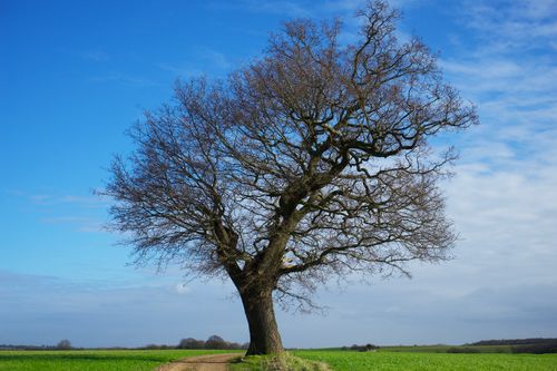 Free A solitary leafless tree stands in a vibrant green field under a blue sky, captured in Knebworth, England. Stock Photo