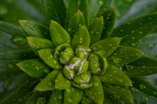 grátis Foto De Close Up De Planta De Folha Verde Com Gotas De água Foto profissional