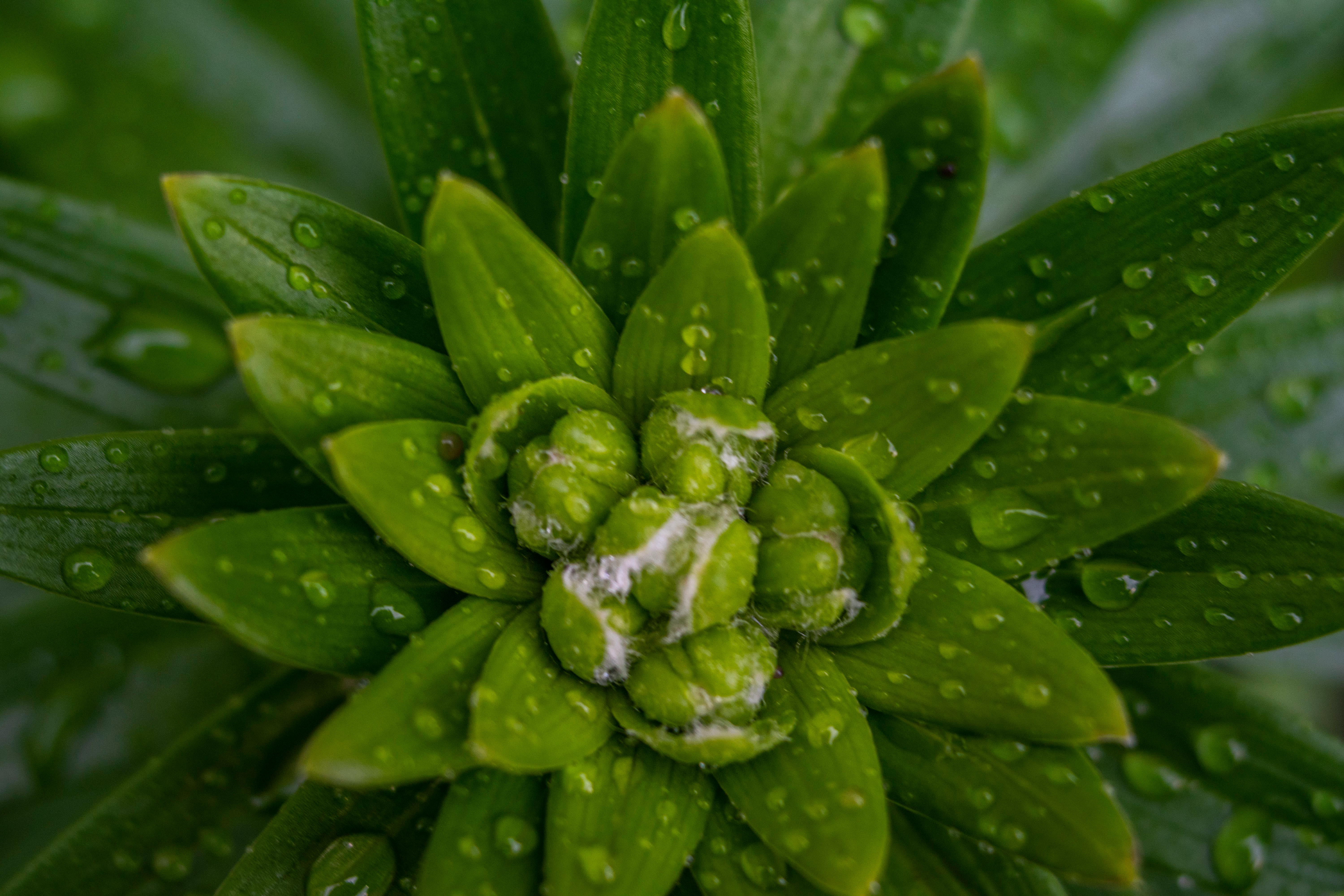 Wet Green Leaves Plant · Free Stock Photo