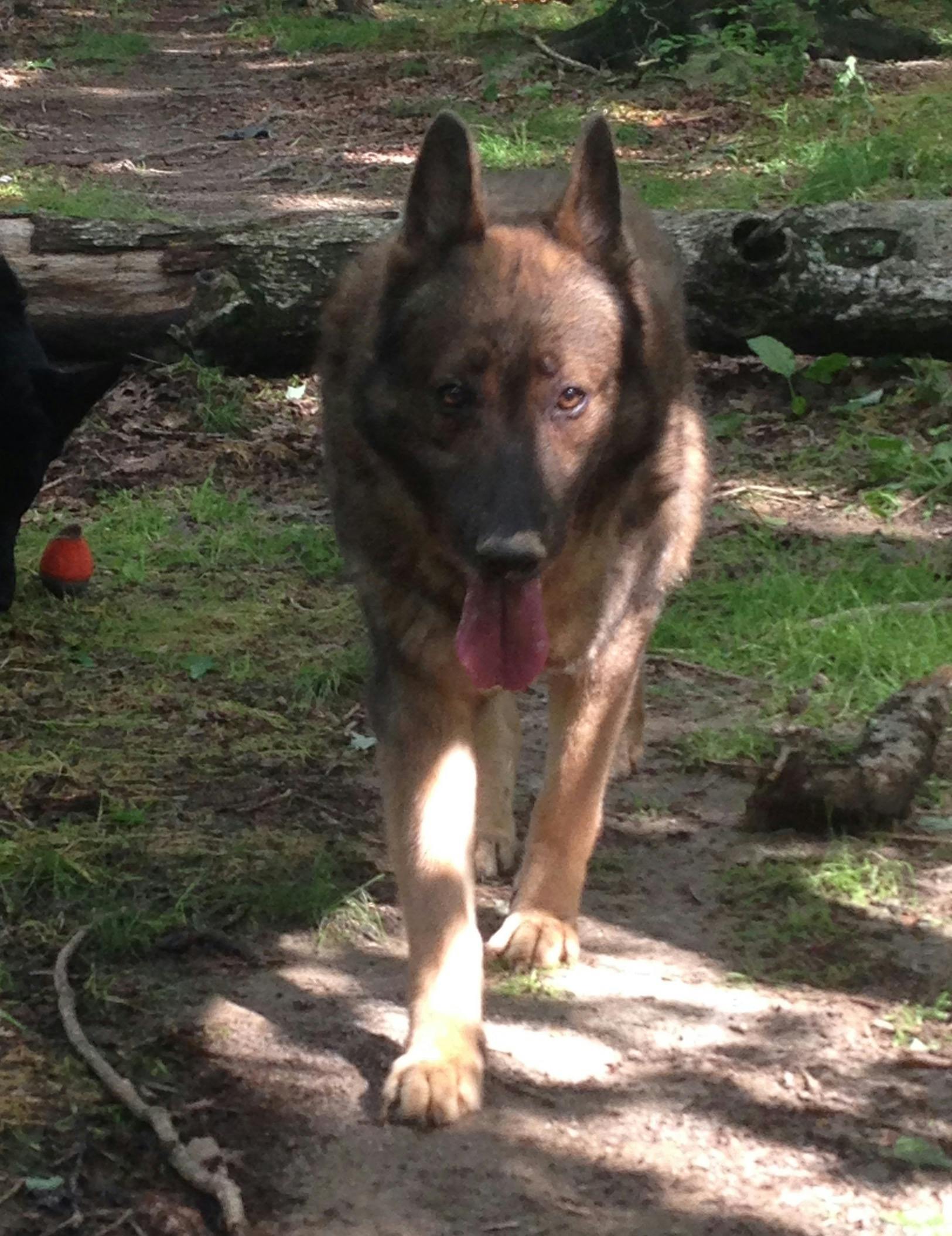 Foto Stok Gratis Tentang Anjing Gembala Jerman Anjing German