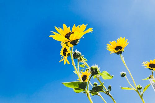 Free Low Angle Photo of Sunflower Stock Photo