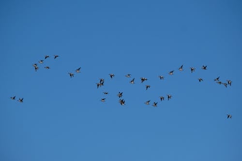 A Flock of Birds Flying Under a Blue Sky