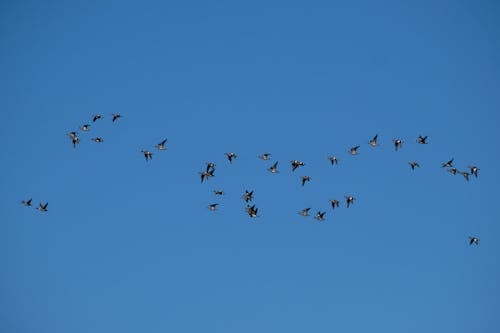 Kostnadsfri bild av fågel, fåglar, flock