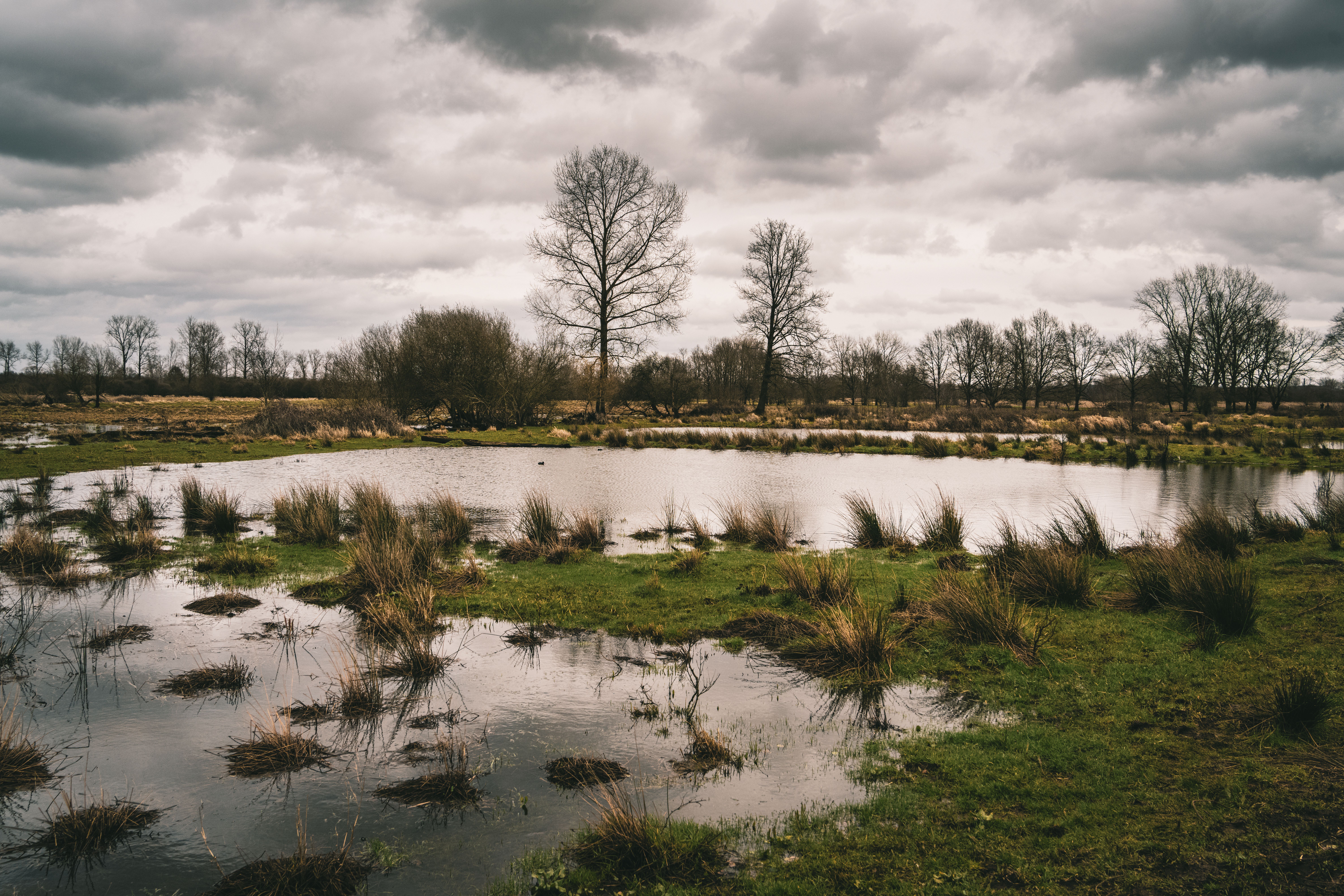Serene wetland landscape in Flanders, Belgium with overcast sky and bare trees reflecting on water.