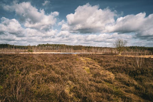 Gratis stockfoto met hemel, herfst, landschap