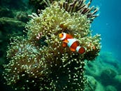 在印度尼西亚的珊瑚礁上，色彩缤纷的小丑鱼活跃于充满活力的海葵中，展现了丰富的海洋生物