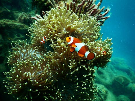 Red and White Clownfish Under Water