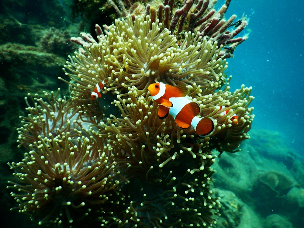 Ikan Badut Merah Putih Di Bawah Air