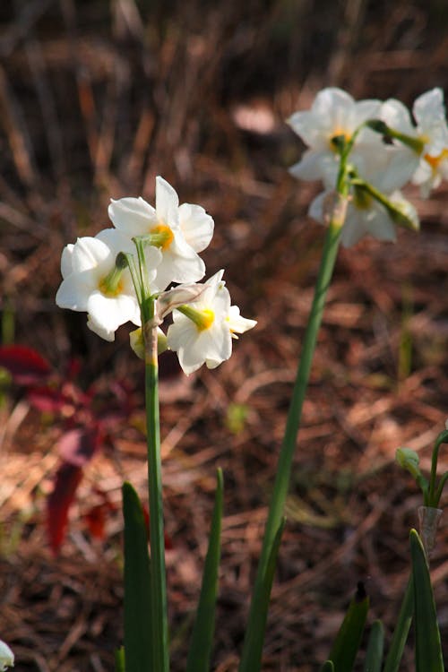 Narcissus Flowers in a Forest