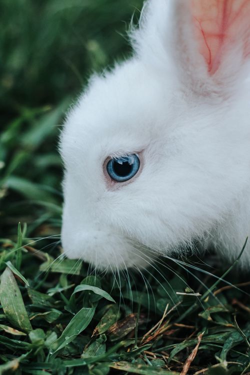 Free Adorable white rabbit with blue eyes munching on grass in a close-up shot. Stock Photo