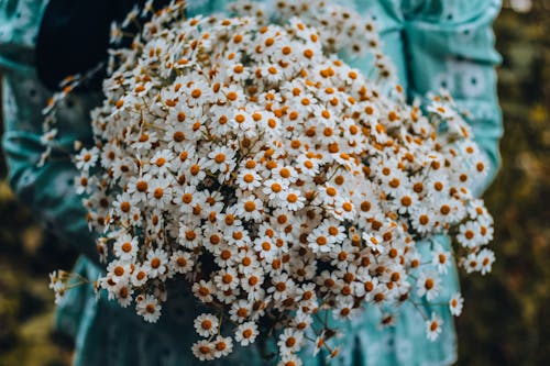 Beyaz çiçekler, bitki örtüsü, bulanık artalan içeren Ücretsiz stok fotoğraf