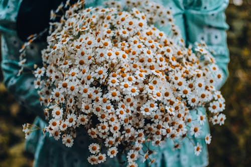 A White Daisy Flowers in Full Bloom