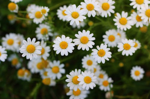 A White Daisy Flowers in Full Bloom