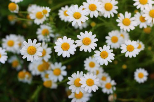 Free A close-up image of blooming white daisies with a blurred background, showcasing natural beauty. Stock Photo