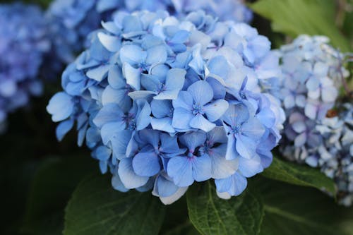 Blue Flowers in Close Up Photography