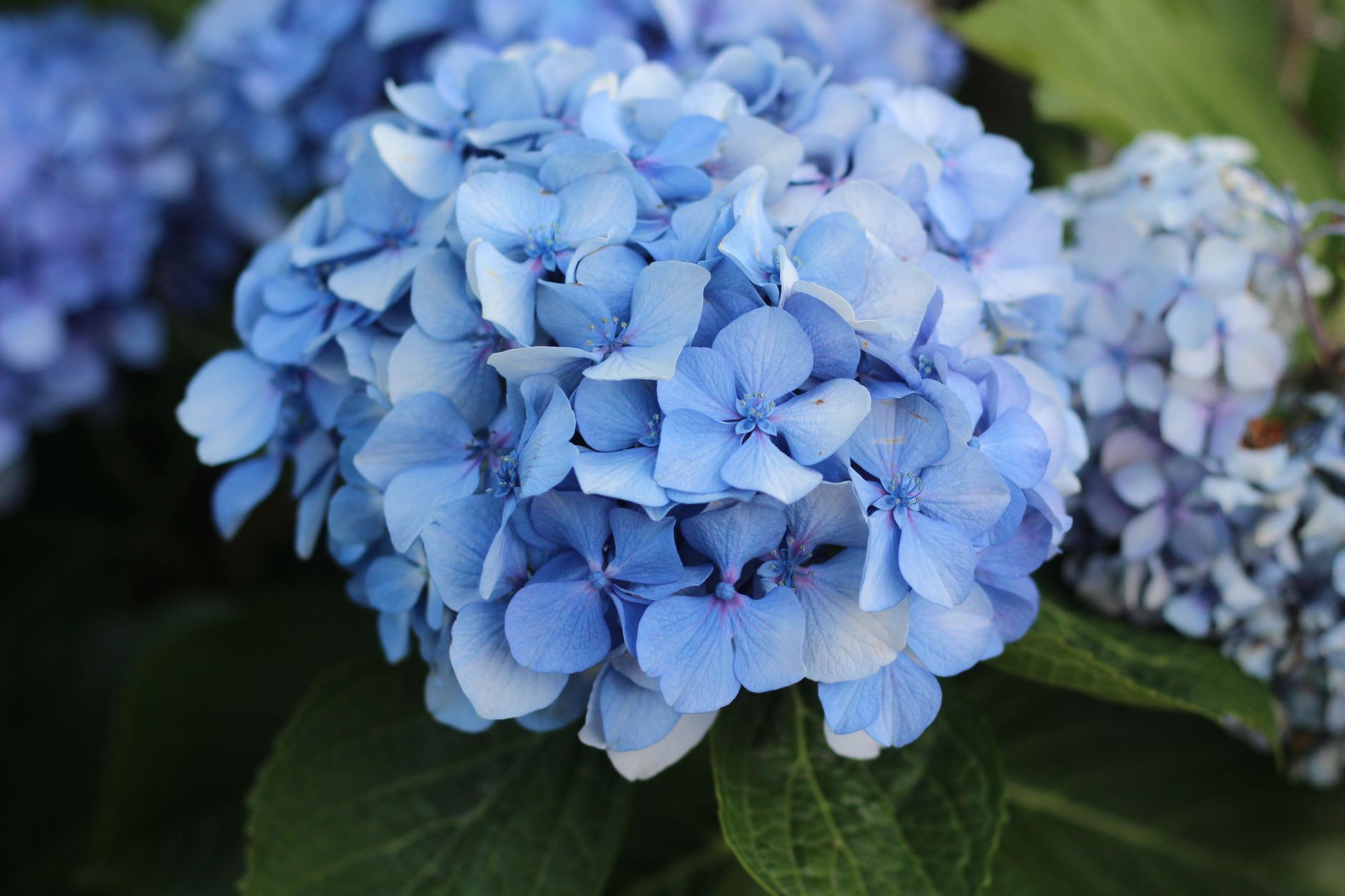 Hortensia snoeien: wanneer en hoe per soort