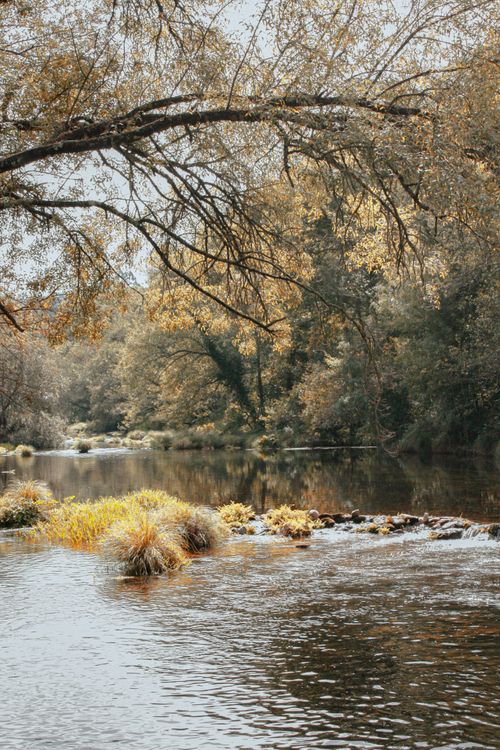 Free Tranquil river flowing through a wooded area with autumn-colored trees and branches above. Stock Photo
